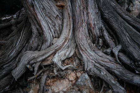 Big tree roots above the groundの写真素材