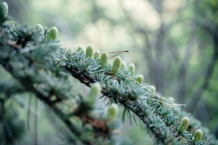 A branch of blue ceder tree with small pine conesの写真素材
