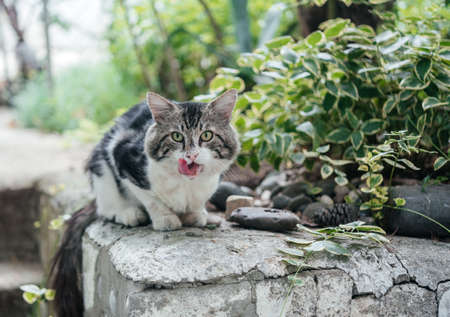 Wild cat stikcing out its tongue outside in the parkの写真素材