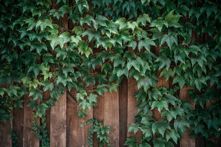 Green ivy leaves on wooden fence backgroundの写真素材