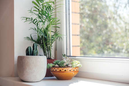 A windowsill with potted cactuses, succulents and leafy plantsの写真素材