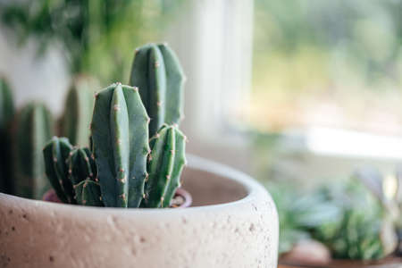 Cactus in trendy cement planter on a windowsillの写真素材