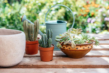Repotting succulents and cactuses in home gardenの写真素材
