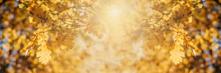 Golden autumn leaves background with sun rays and bokeh, banner sizeの写真素材