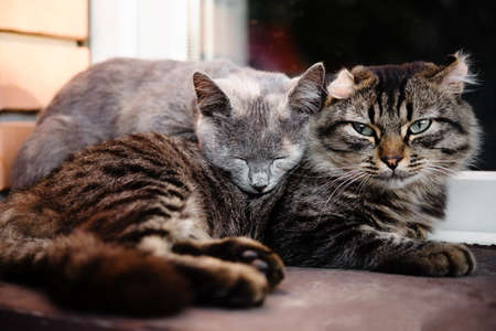 Two cats leaning on each other as friends, cats friendshipの写真素材