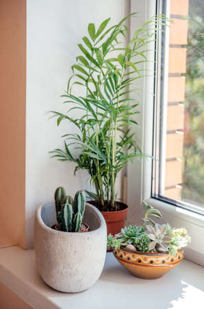 A windowsill with potted cactuses, succulents and leafy plantsの写真素材