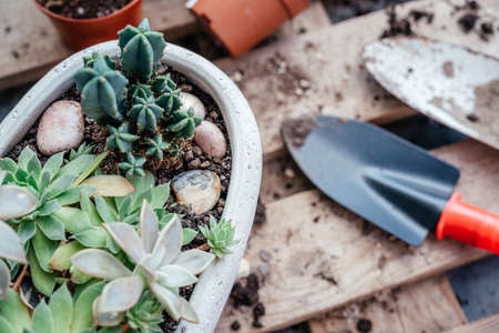 Repotting succulents and cactuses at home, tools, pots and watering canの写真素材