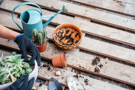 Woman gardeners hands transplanting cacti and succulents in pots on the wooden tableの写真素材