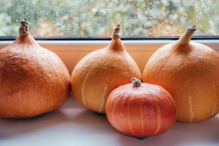 Pumpkins on the windowsill with rain outside autumn compositionの写真素材