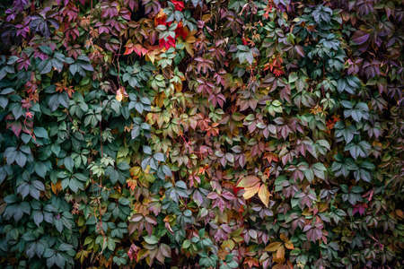 Colorful atumn leaves of virginia creeper covering the fence, the natural texture of multicolored fall vine leaves backgroundの写真素材