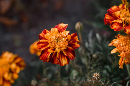 Orange marigold flowers in autumn gardenの写真素材