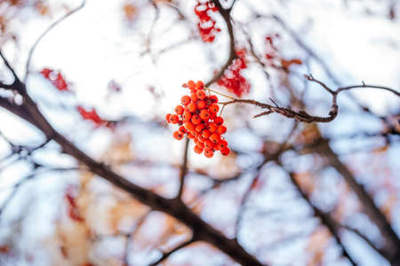 Mountain ash berries in the tree autumn backgroundの写真素材