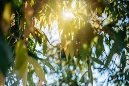 Yellow and green autumn leaves with sun sparkling throughの写真素材