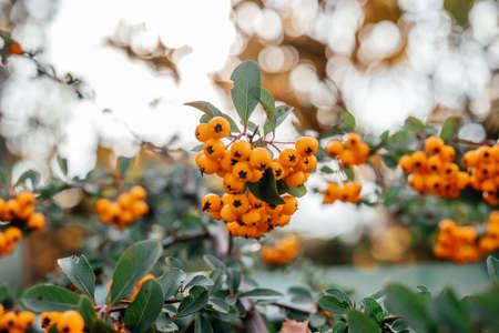 Beautiful orange berries of Piracantha firethorn in autumn garden