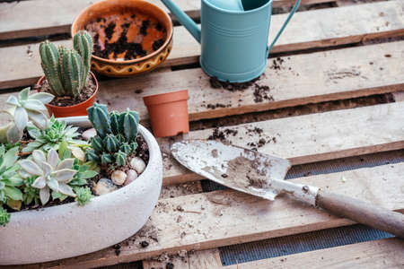 Repotting succulents and cactuses at home, tools, pots and watering canの写真素材
