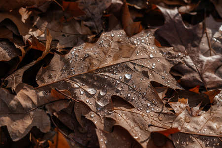 Close-up of dried brown oak leaves on the ground covered covered with dew dropsの写真素材