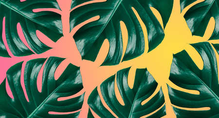 Tropical monstera leaves on yellow and orange background