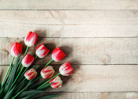 Pink and white tulips on wooden backgroundの写真素材
