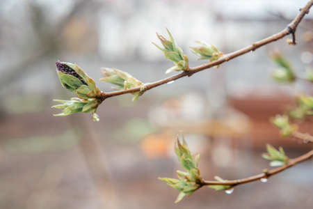 First spring buds of lilac in early spring on blurry backgroundの写真素材