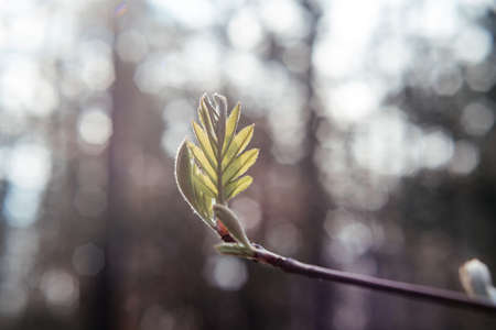 A branch with young leaf in early springの写真素材