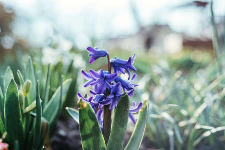 Early spring bluish purple hyacinth flower in the gardenの写真素材