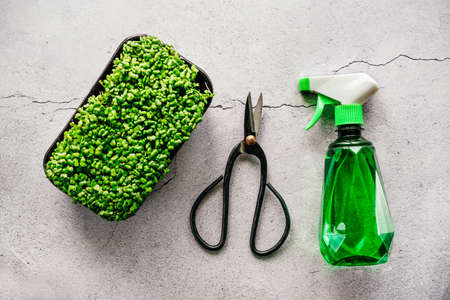 Arugula microgreens sprouts in plastic container, scissors and plant mister spray, growing micro greens from seed at homeの写真素材