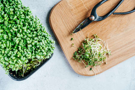 Freshly cut arugula microgreens sprouts on the chopping board in the kitchenの写真素材