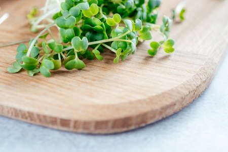Freshly cut arugula microgreens sprouts on the chopping board in the kitchenの写真素材