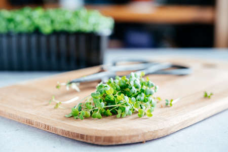 Freshly cut arugula microgreens sprouts on the chopping board in the kitchenの写真素材