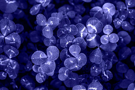 Clover leaves of very peri color of the year