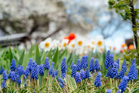 Beautiful spring garden with blue muscari, daffodil flowers, red tulips and cherry trees in blossomの写真素材