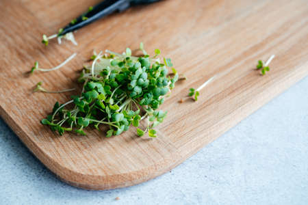 Freshly cut arugula microgreens sprouts on the chopping board in the kitchenの写真素材
