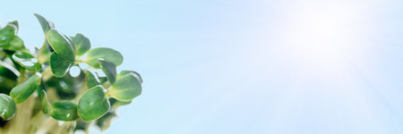 Sunflower microgreen sprouts close-up on blue background, web banner sizeの写真素材