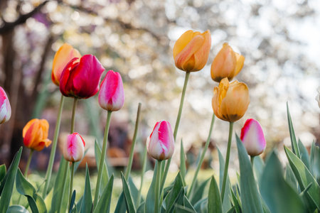 Beautiful spring background with yellow and red tulips against white blossomy cherry treesの写真素材