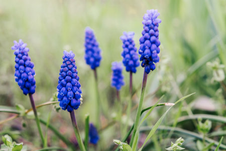 Early spring blue muscari or grape hycinth flowers in the gardenの写真素材