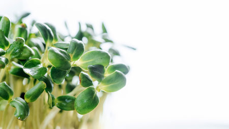 Sunflower microgreen sprouts close-up on blue background, web banner size