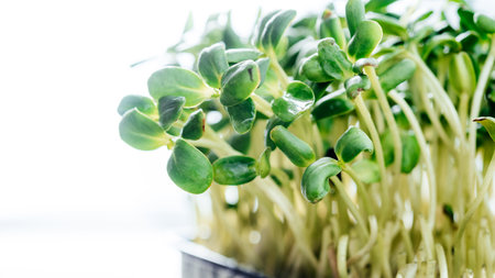 Sunflower microgreen sprouts close-up on blue background, web banner sizeの写真素材