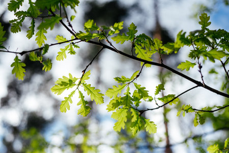 The first spring gentle leaves unfurling on the oak treeの写真素材