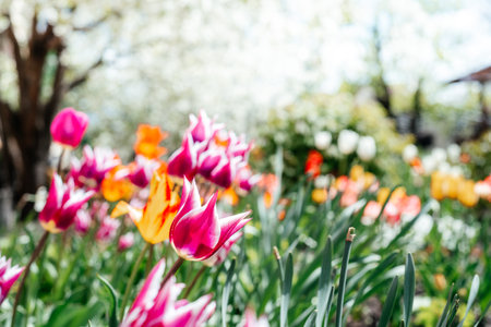 Beautiful spring background with yellow and red tulips against white blossomy cherry treesの写真素材