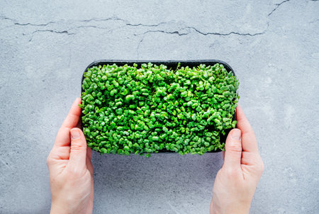 Hands holding a tray with home grown micro greens