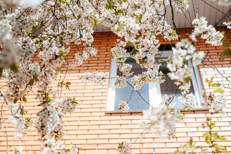 Cherry tree with white blossoms in front of the window of the orange bricks house in early springの写真素材