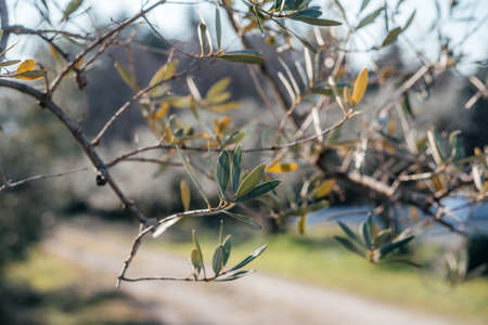Olive tree branches with green leaves, Mediterranean agriculture concept image
