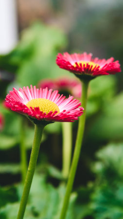 daisyの写真素材