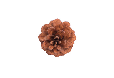 pine cone on white background for Christmas decorative