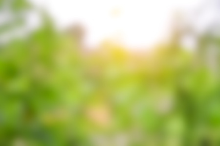 Abstract blur nature background