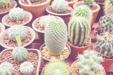 cactus in pot post-processed with vintage toneの写真素材