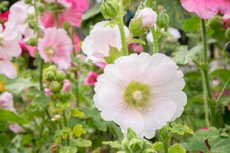 flowers in gardenの写真素材