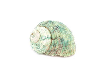 Sea shell on white background