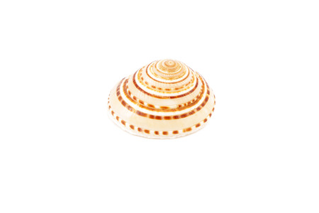 Sea shell on white background
