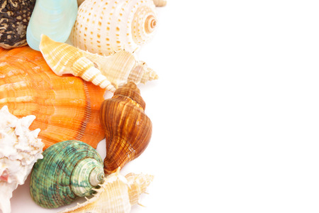 sea shells on a white background